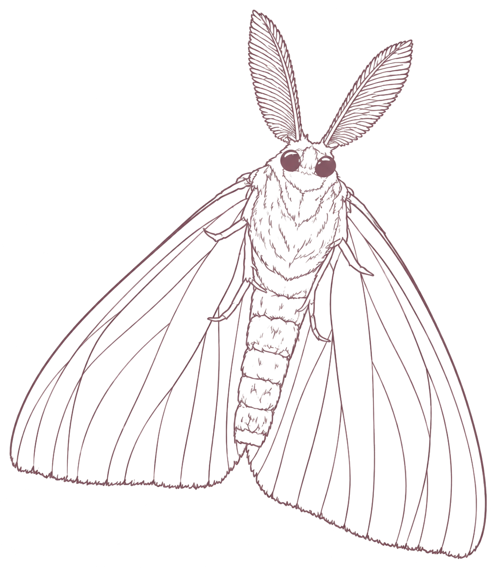 Miss Motte Audio Illustration